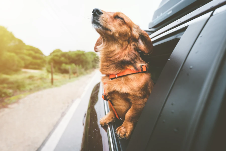Transform Your Dog’s Travel Experience with This Must-Have Accessory