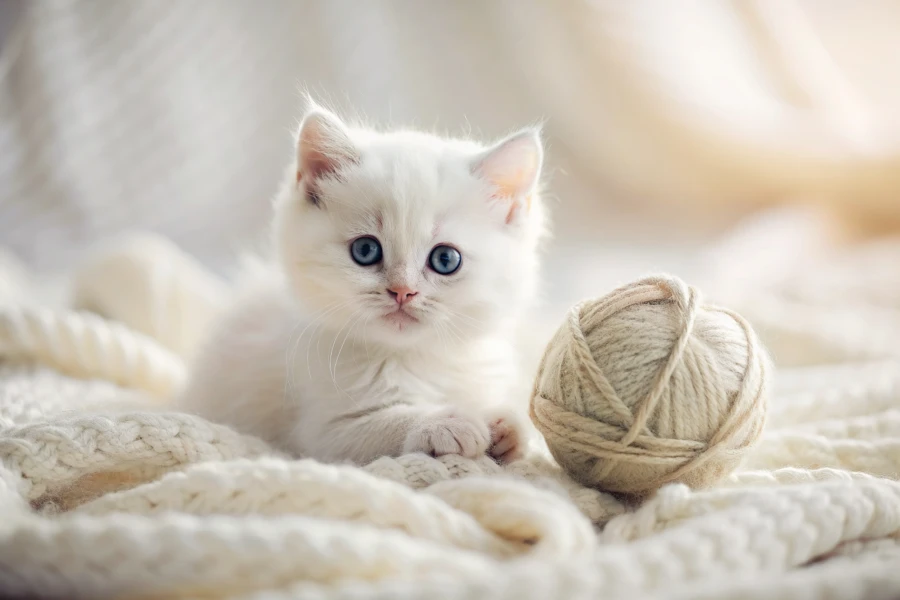 How to Keep Your Smart Cat Happy and Engaged with the Right Toy